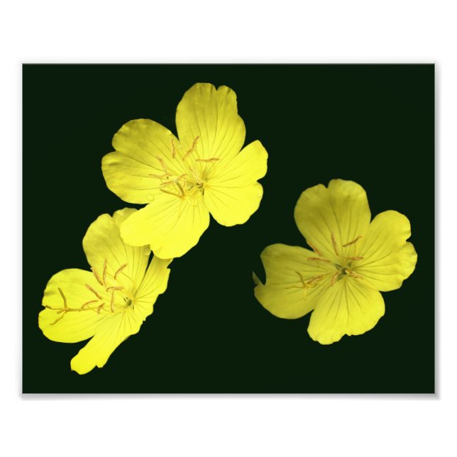Floating Yellow Wild Geranium Flowers 8x10 Photo Print (Front)