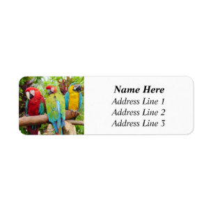 Flock of Colorful Macaw Parrots Return Address