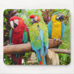 Flock of Colourful Macaw Parrots Mouse Pad