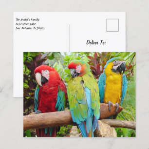 Flock of Colourful Macaw Parrots Postcard