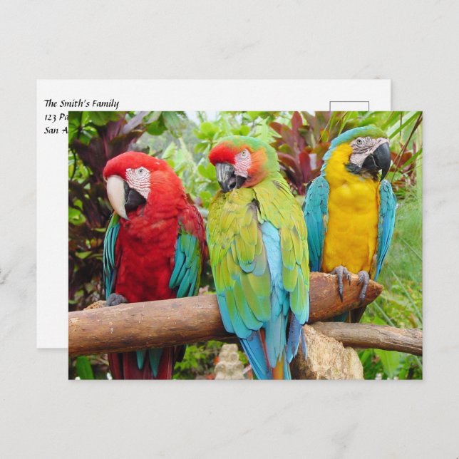 Flock of Colourful Macaw Parrots Postcard (Front/Back)