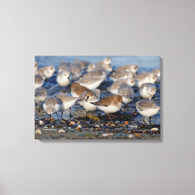 Flock of Dunlins and Sanderlings at the Beach Canvas Print (Front)