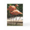 Flock of Flamingos Greeting Card