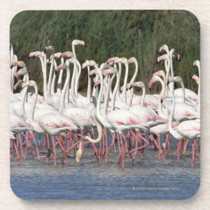 Flock of flamingos wading , France Coaster