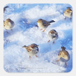 Flock of House Sparrows 'Passer domesticus' on Square Sticker