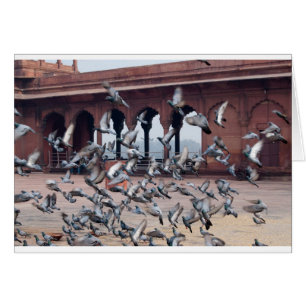 Flock of pigeons