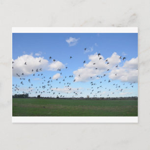 Flock Of Pigeons Postcard