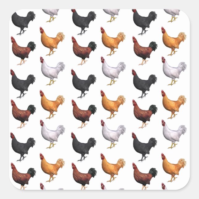 Flock Of Roosters Square Sticker (Front)