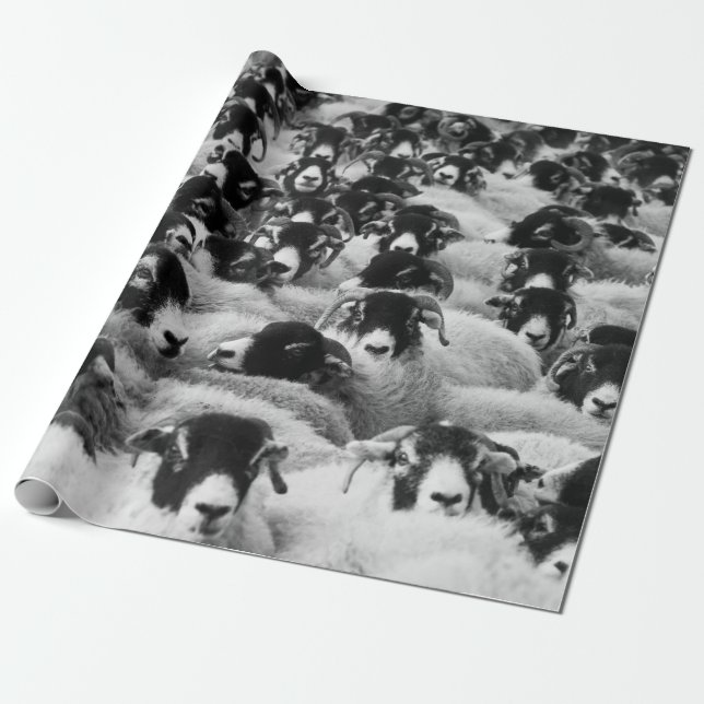 Flock of Sheep Black and White Wrapping Paper (Unrolled)