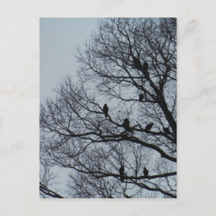 Flock of Vultures in a winter tree Postcard