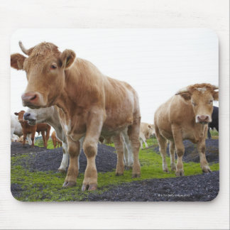 Flock of young white cows in Scottish field Mouse Pad