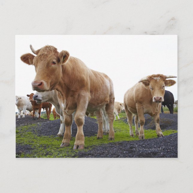 Flock of young white cows in Scottish field Postcard (Front)