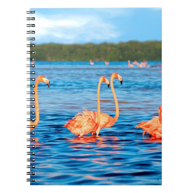 Flocks of beautiful pink flamingos in the Celestun Notebook (Front)