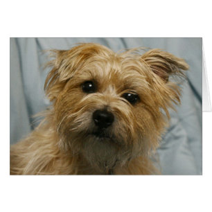 floppy eared terrier card