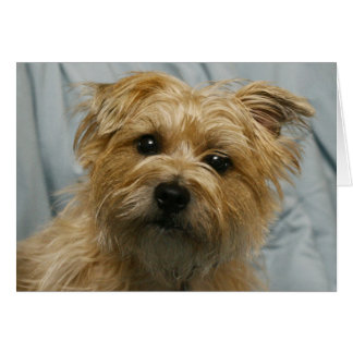 floppy eared terrier card