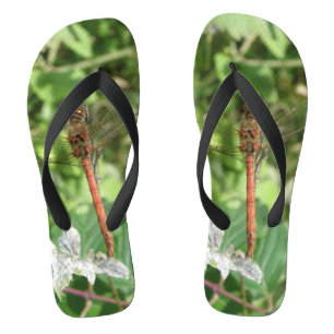 Flops à tongs de libellules de dard commun