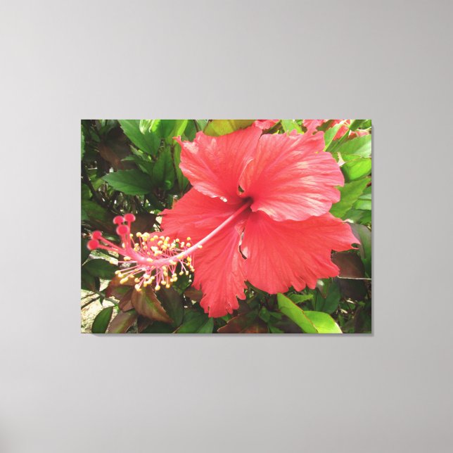 Flor de Amapola Canvas Print (Front)
