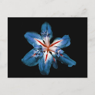 "Flor de la Mar" - Postcard