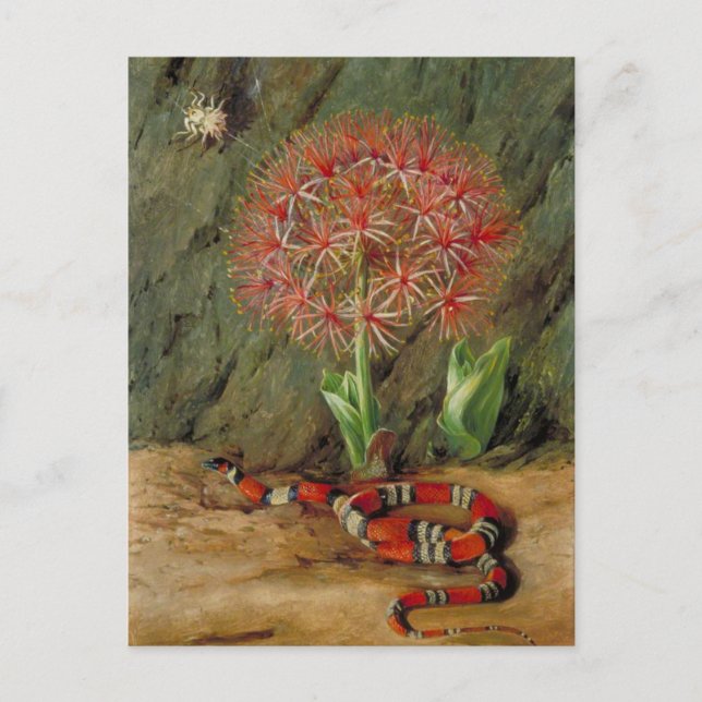 Flor Imperiale, Coral Snake and Spider, Brazil Postcard (Front)