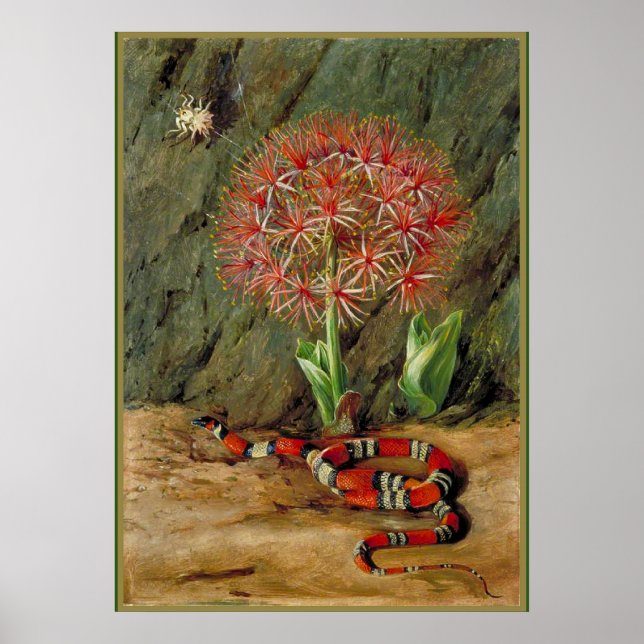 Flor Imperiale Coral Snake and Spider Poster (Front)
