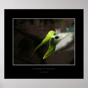 Flora and Fauna Poster