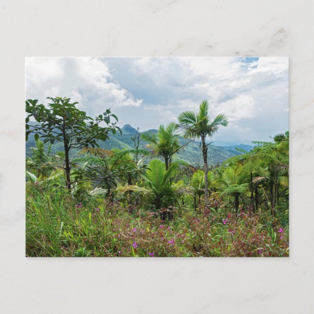 Flora and landscape of luquillo mountains postcard (Front)