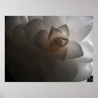 Flora Dramatica Poster