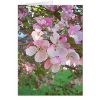 Floraison de pommes de crabe