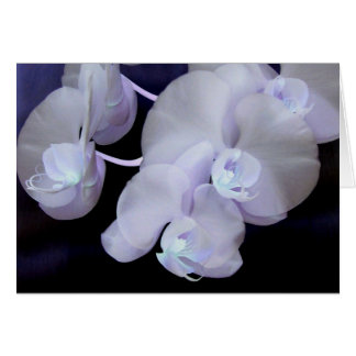 floraison d'orchidées