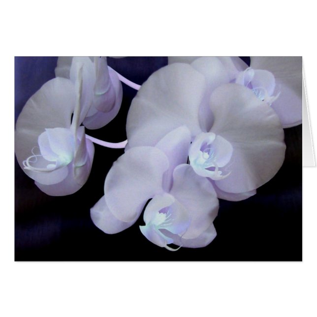floraison d'orchidées (Devant horizontal)