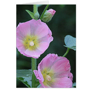 Floraison ensemble l fleurs roses de rose trémière