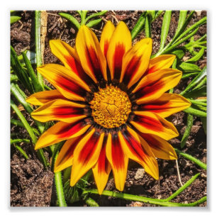 Floral 1 photo print