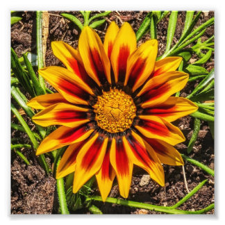 Floral 1 photo print