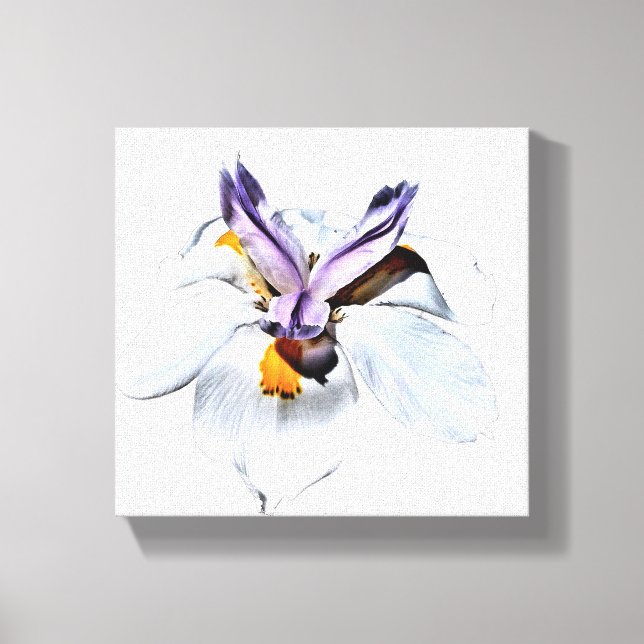 Floral African Iris Canvas Print (Front)