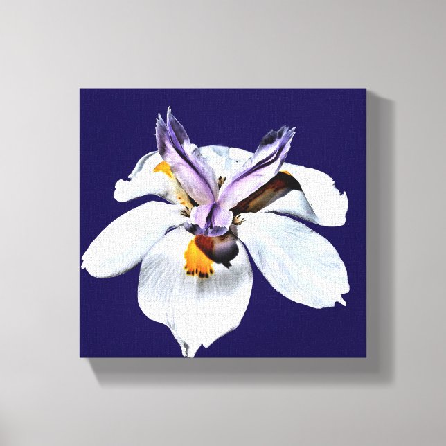 Floral African Iris Canvas Print (Front)