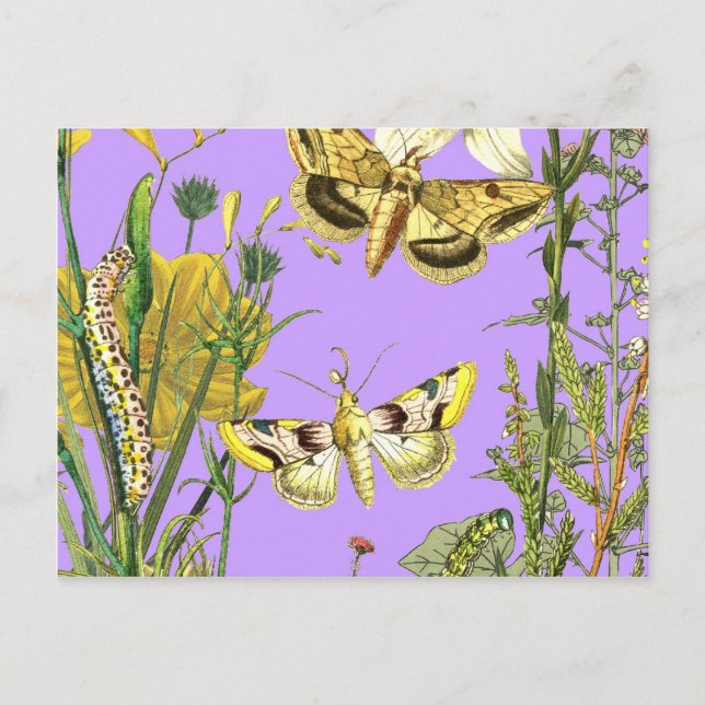 Floral Botanical Butterfly Illustration Postcard (Front)