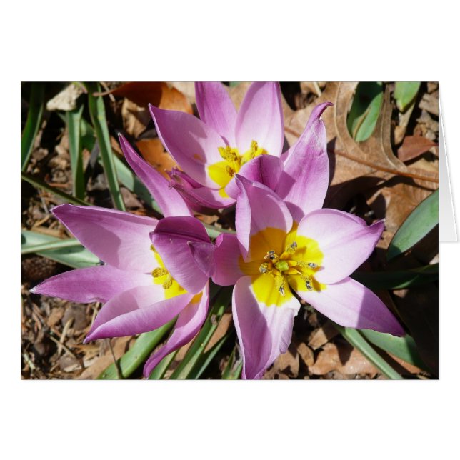 Floral de Pink (Devant horizontal)