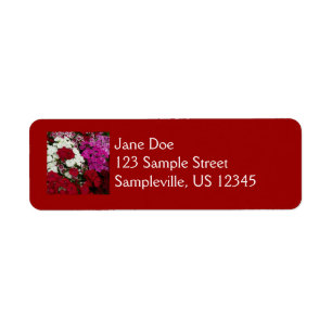 Floral Dianthus blanc, rose et rouge