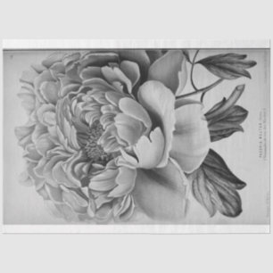 Floral Ephemera Decoupage Black White Peony Tissue Paper