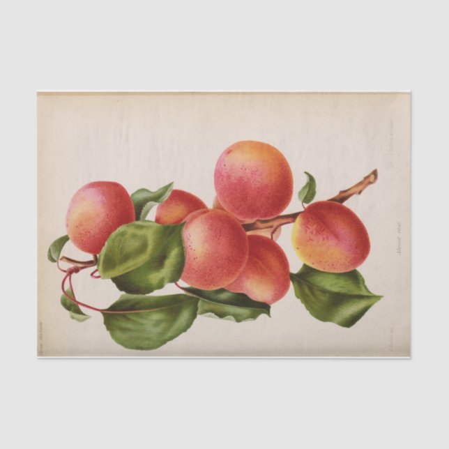 Floral Ephemera Decoupage Pink Peach Tissue Paper (Front)