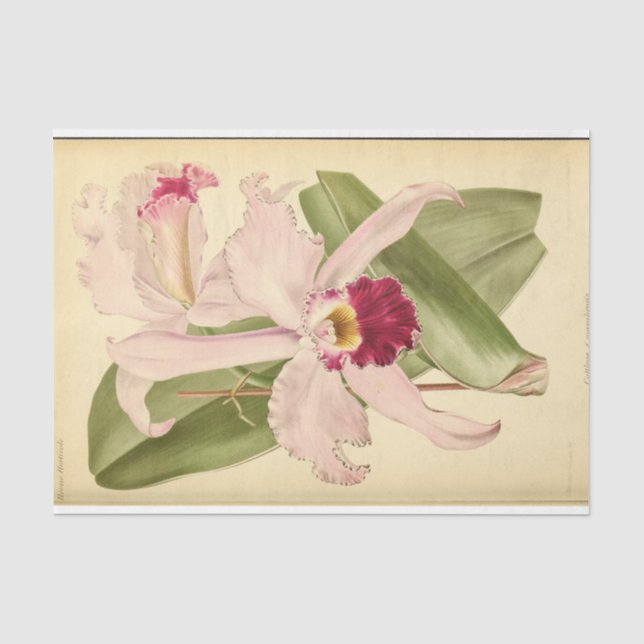 Floral Ephemera Decoupage Pink Tissue Paper (Front)
