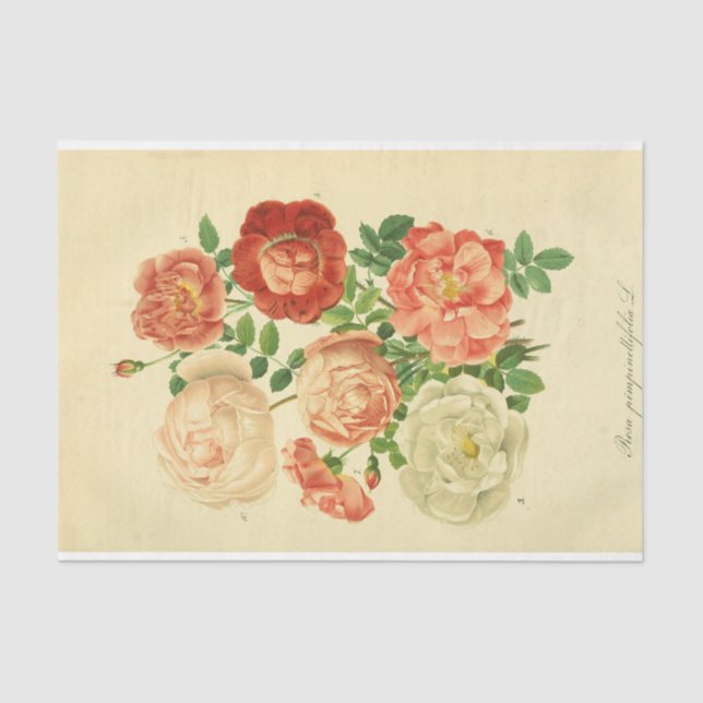 Floral Ephemera Decoupage White Pink Roses Tissue Paper (Front)