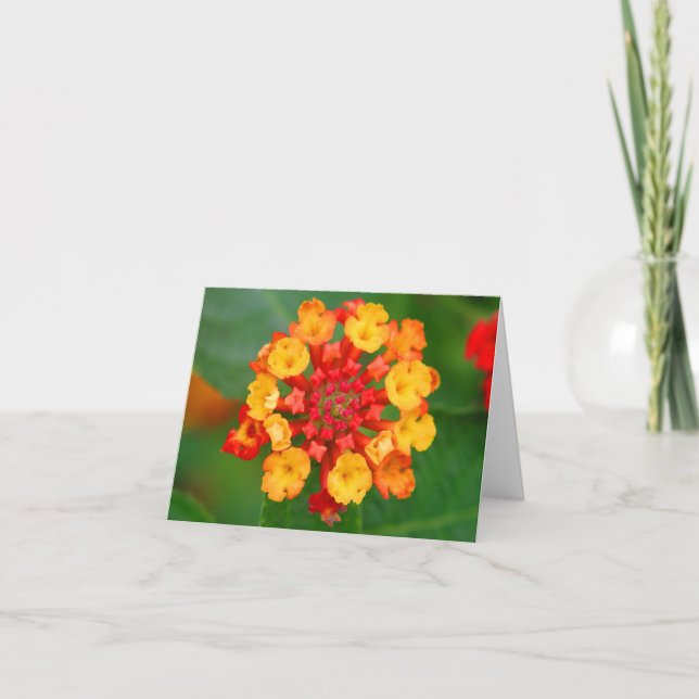 Floral Fireworks Note Card (Front)