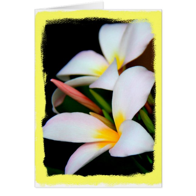 Floral, fleur de Plumeria sur le noir avec la (Devant)