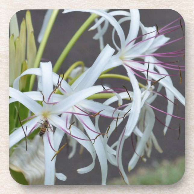 Floral Fragrance Cork Coaster (Front)