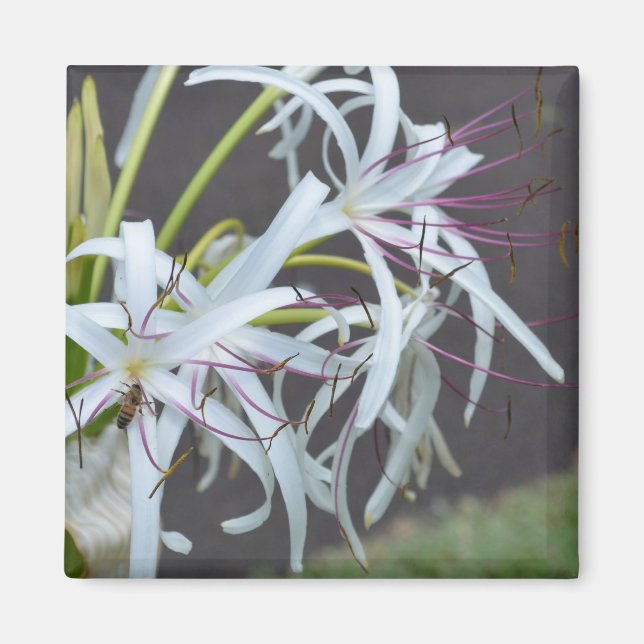 Floral Fragrance Magnet (Front)