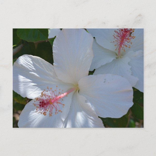 Floral Fragrance Postcard (Front)
