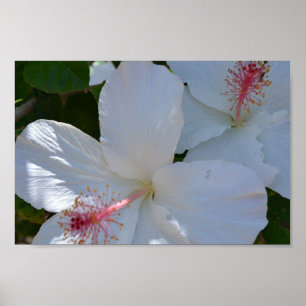 Floral Fragrance poster