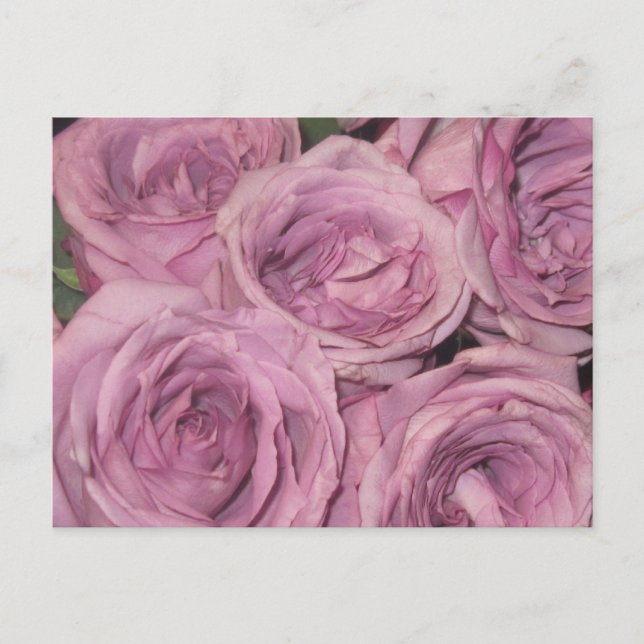 Floral Garden Postcard (Front)