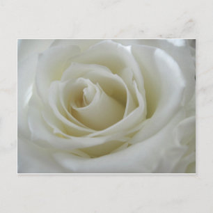 Floral Glow Postcard